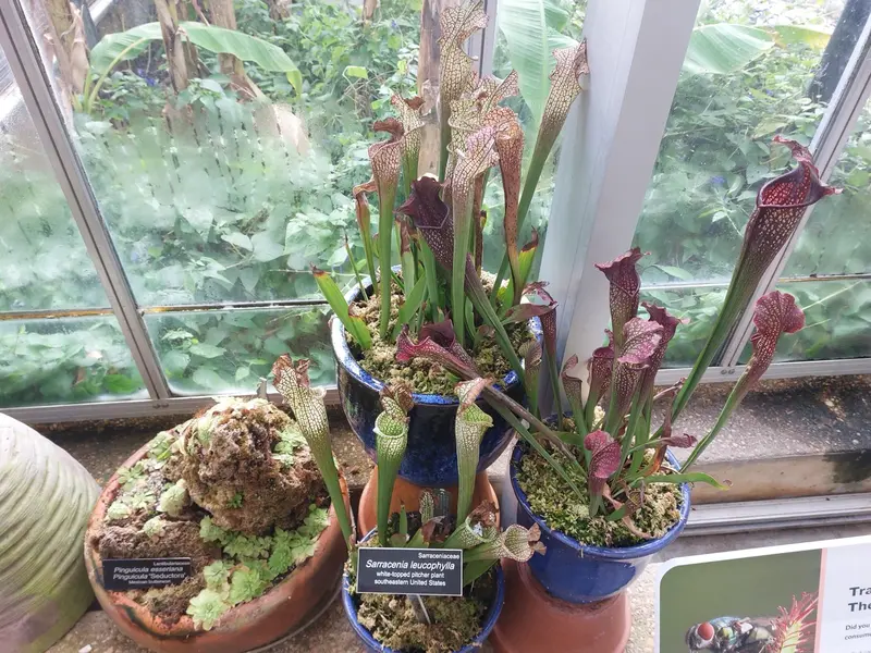 Carnivorous pitcher plants in pots by a greenhouse window